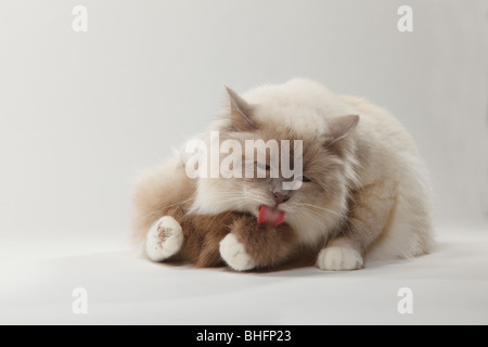 Heiligen Katze von Birma, Lilac-Point Kater / Birma Stockfoto