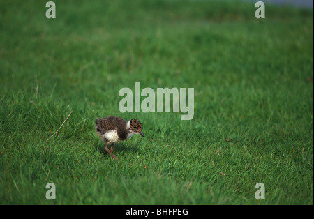 Kiebitz Küken auf Elmley Sümpfe National Nature Reserve Kent Mai 2000 Stockfoto