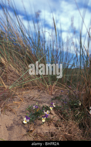 Wilde Stiefmütterchen in Sanddünen an der Sandscale Haws National Nature Reserve Cumbria in England Stockfoto