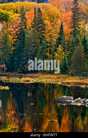 Hang von Hartholz Herbstfärbung spiegelt sich in kleinen Teich in der Nähe von Montreal River, Ontario, Kanada Stockfoto