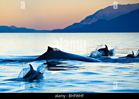 Pacific White doppelseitige Delfine, Buckelwale in der Johnstone Strait aus Nord Vancouver Island, British Columbia, Kanada. Stockfoto