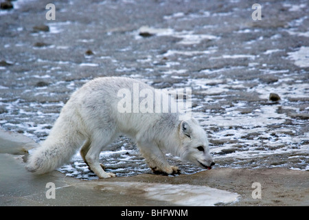 Arctic Fox, Alopex lagopus, foraging on the tundra in the Churchill Wildlife Management Area, Hudson Bay, Churchill, Manitoba, Stockfoto