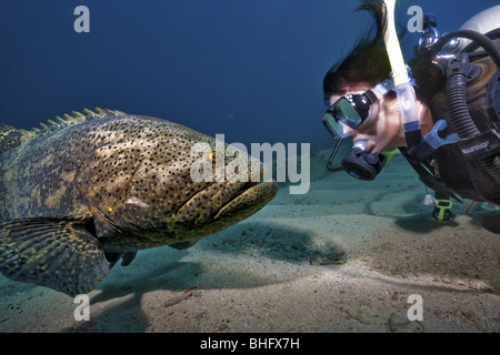 Eine Taucher trifft ein Goliath Grouper oder Zackenbarsch lokal bekannt als George in der Nähe von seinem Haus in der Stadt Washington Schiffswrack. Stockfoto