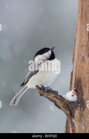 "Carolina Chickadee'"Poecile Carolinensis" Stockfoto