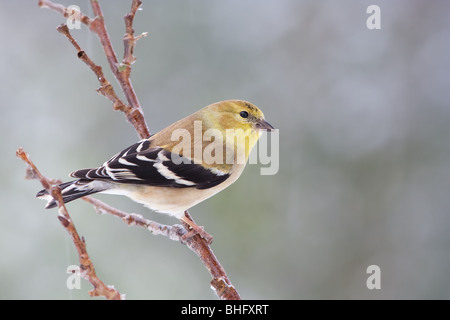 "Amerikanische Stieglitz' 'Spinus Tristis" Stockfoto