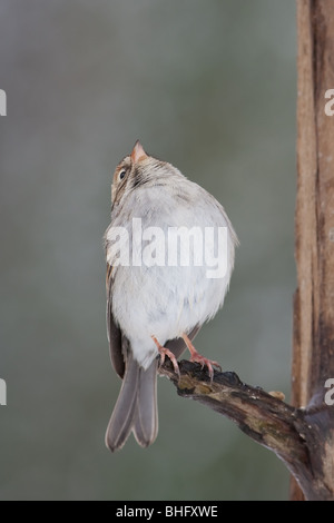 "Chipping Sparrow" "Spizella Passerina" Stockfoto