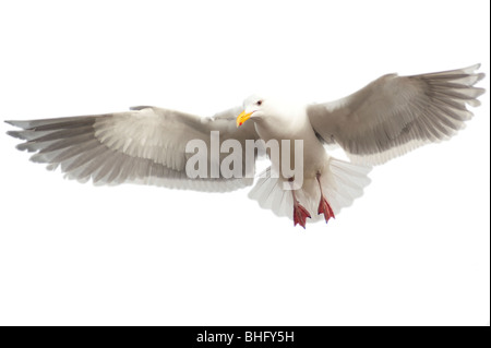 Möwe mit Flügel ausgebreitet vor einem weißen Hintergrund Stockfoto