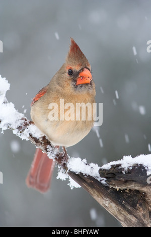 'Weibliche nördlichen Kardinal' "Cardinalis Cardinalis" Stockfoto