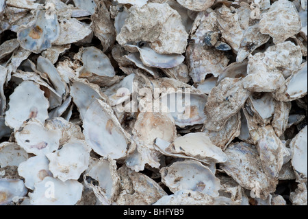 Haufen aus Austernschalen gereinigt Stockfoto