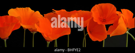 Ein Panorama von orange Mohn vor einem schwarzen Hintergrund. Stockfoto