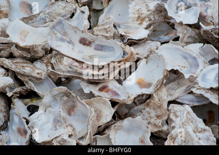 Haufen aus Austernschalen gereinigt Stockfoto