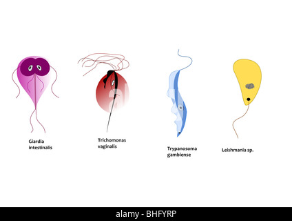 Protozoen infizieren Menschen - Giardia Intestinalis, Trichomonas Vaginalis, Trypanosomen rhodesiense, Leishmania sp. Stockfoto