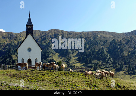 Pferde vor einer kleinen Kirche in den Bergen, Alpe di Siusi, Valle Isarco, Südtirol, Italien, Europa Stockfoto