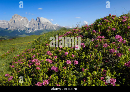 Blühende Rosen Alpin auf einer Wiese in der Sonne, Alpe di Siusi, Valle Isarco, Südtirol, Italien, Europa Stockfoto