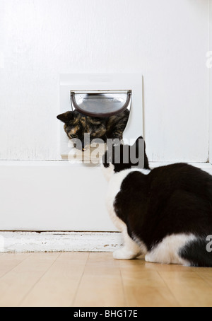 Schwarze und weiße Katze mit Blick auf eine andere Katze durch die Katzenklappe Stockfoto