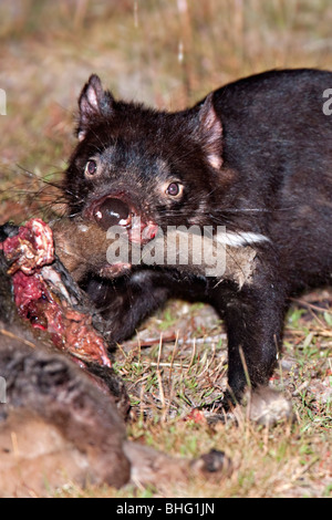 Nicht gefangen Tasmanischer Teufel (Sarcophilus Harrisii) - Tasmanien ernährt sich von verstorbenen Wallaby in Tasmanien, Australien Stockfoto