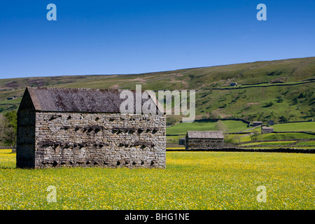 Butterblumen und Scheunen in Mähwiesen an Muker, Yorkshire Dales, UK Stockfoto