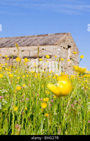 Butterblumen und Scheunen in Mähwiesen an Muker, Yorkshire Dales, UK Stockfoto