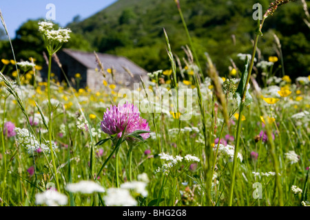 Butterblumen und Scheunen in Mähwiesen an Muker, Yorkshire Dales, UK Stockfoto