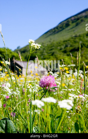 Butterblumen und Scheunen in Mähwiesen an Muker, Yorkshire Dales, UK Stockfoto