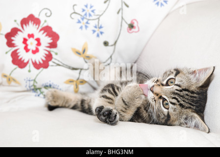 Katze leckt Pfote Stockfoto