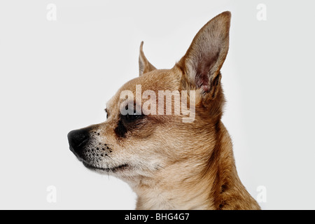 Chihuahua Stockfoto