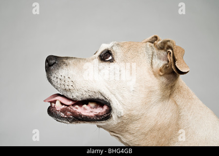 Pitbull Terrier nachschlagen Stockfoto