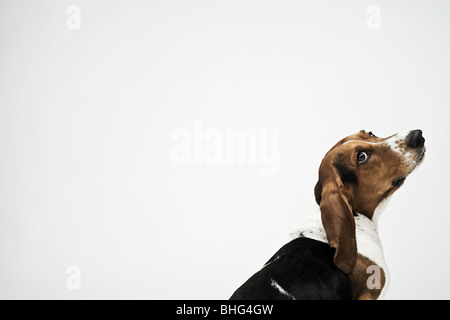 Basset hound Stockfoto