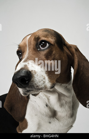 Basset hound Stockfoto