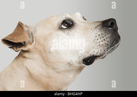 Pitbull Terrier nachschlagen Stockfoto