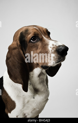 Basset hound Stockfoto