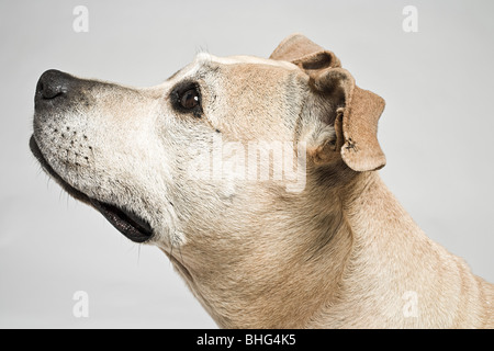 Pitbull terrier Stockfoto