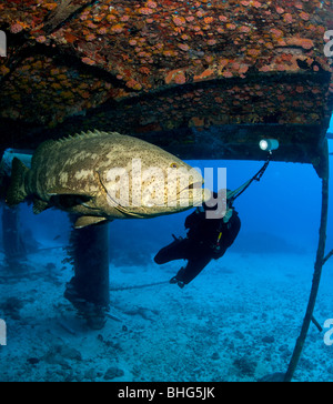 Taucher und Goliath Grouper. Stockfoto