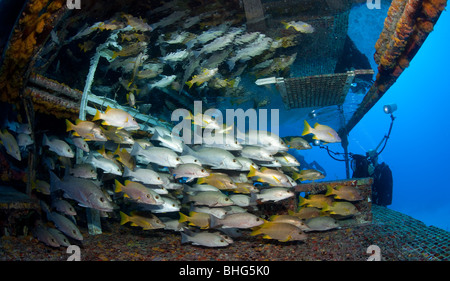 Fotograf mit Fischschwärmen Stockfoto