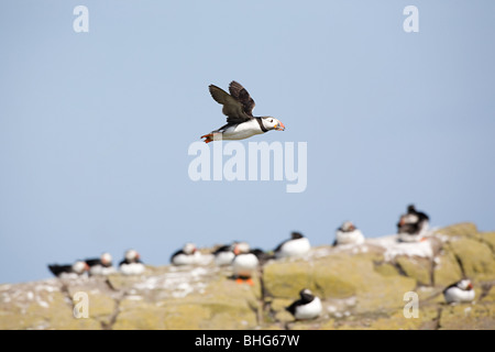 Papageitaucher, Farne Islands Stockfoto