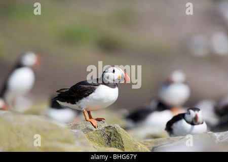 Papageitaucher, Farne Islands Stockfoto