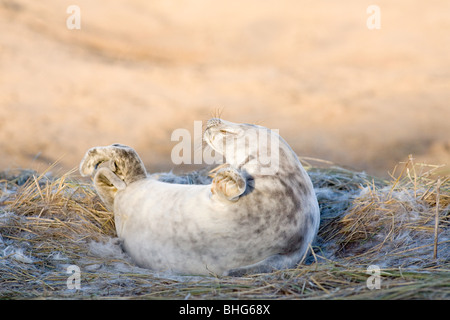 Grey seal Pup, Donna Nook, Lincolnshire Stockfoto