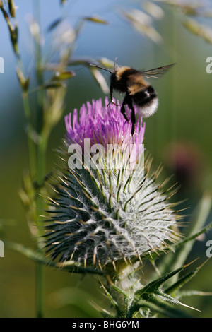 Hummel auf einer schottischen Distel Stockfoto