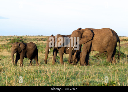 Elefant, Mutter mit Baby (Loxodonta Africana) Masai Mara Reserve, Kenia, Afrika Stockfoto