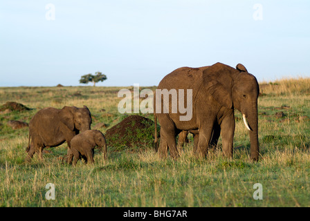 Elefant, Mutter mit Baby (Loxodonta Africana) Masai Mara Reserve, Kenia, Afrika Stockfoto