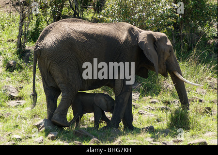 Elefant, Mutter mit Baby (Loxodonta Africana) Masai Mara Reserve, Kenia, Afrika Stockfoto