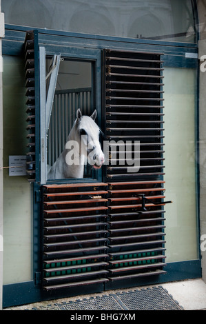 Ein weißes Pferd im Stall der Winterreitschule in Wien Österreich Stockfoto