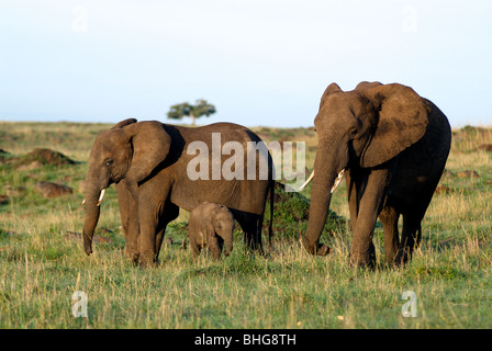 Elefant, Mutter mit Baby (Loxodonta Africana) Masai Mara Reserve, Kenia, Afrika Stockfoto