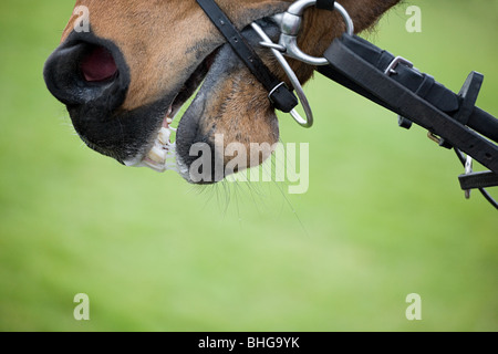 Pferdemaul Rennen, Nahaufnahme Stockfoto