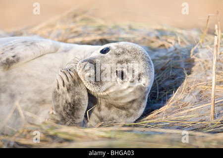 Grey seal Pup, Donna Nook, Lincolnshire Stockfoto