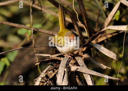 Gemeinsamen Tailor Vogel (Orthotomus Sutorius) in Bharatpur Stockfoto