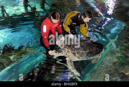 Aquarianer Reinigung und Fütterung eine 70 Jahre alte grüne Schildkröte an Brighton Sealife Centre UK Stockfoto