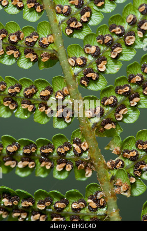 Gemeinsamen Maisöl (Polypodium Vulgare) zeigt sori Stockfoto