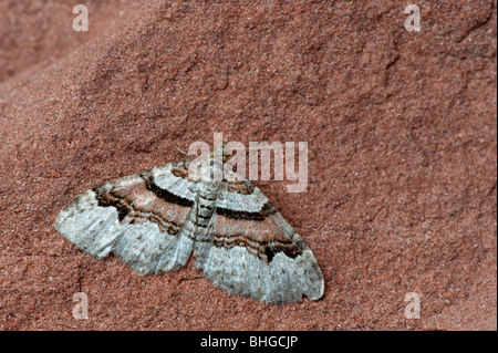 Flame Teppich (Xanthorhoe Designata) Stockfoto