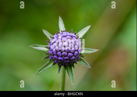 Teufels-Bit Witwenblume (Succisa Pratensis) Stockfoto